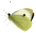 schmetterling